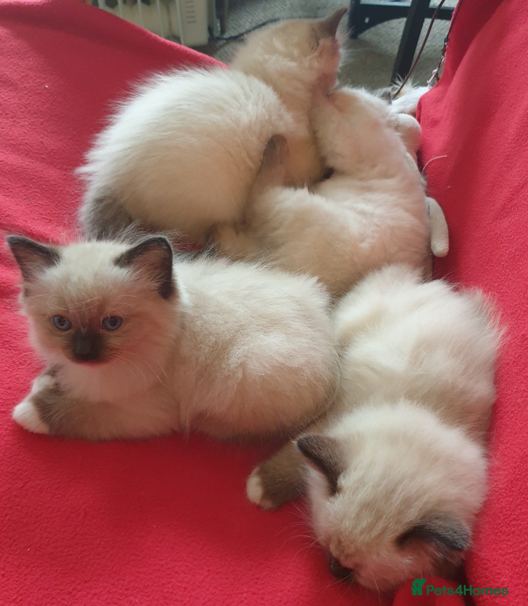 Ragdoll cats for sale: 4 beautiful ragdoll kittens for sale - Oxford - Image 12