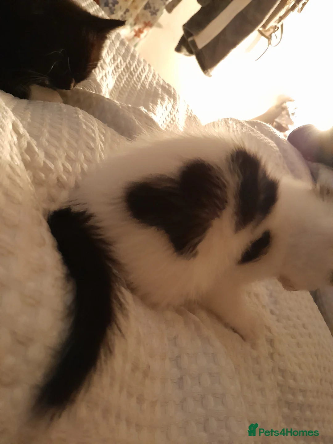 Mixed Breed cats for sale: Kitten - Advert 4