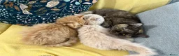 British Longhair cats for sale: 2 Beautiful British Longhair boys  - Advert 7