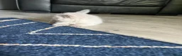 Ragdoll cats for sale: Stunning fur purebred ragdolls - Advert 8