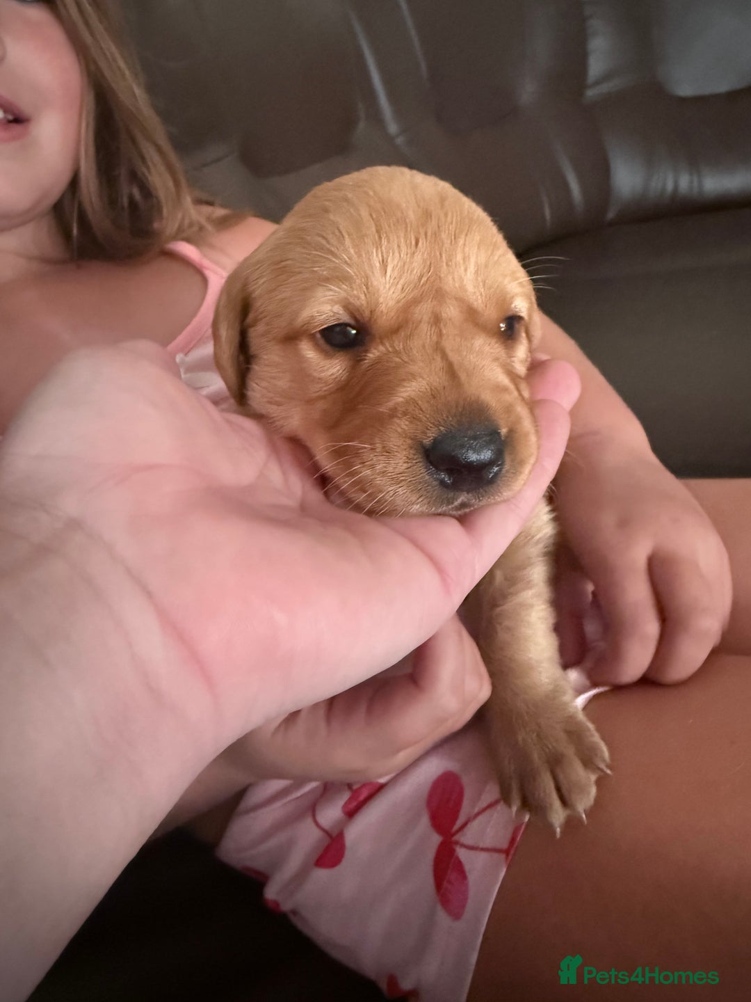 Labrador Retriever dogs for sale: Black/fox Labrador kc with 5 wks free insurance  - Image 38