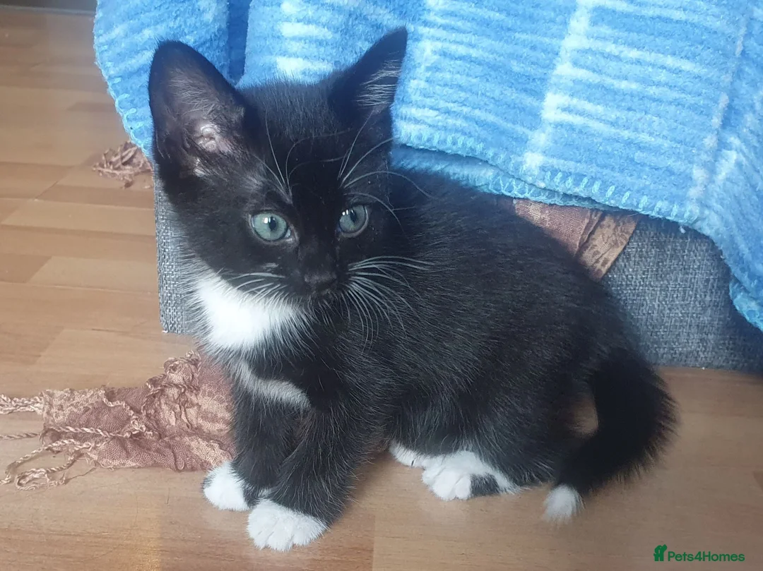Mixed Breed cats for sale: Two cute and characterful female tuxedo kittens in London - Advert 7