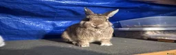 Netherland Dwarf rabbits for sale: Netherland Dwarf - Advert 2