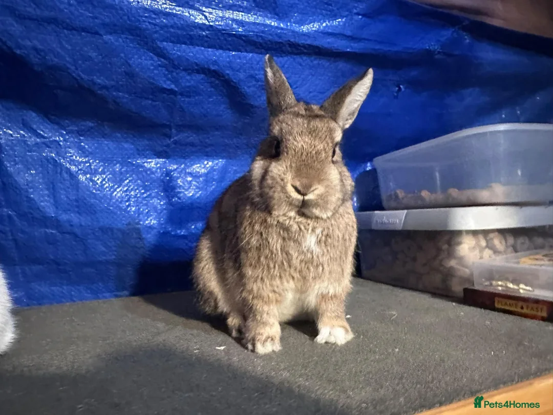 Netherland Dwarf rabbits for sale: Netherland Dwarf - Advert 2