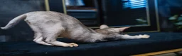 Abyssinian cats for sale: Silver Abyssinian Boy-READY NOW-Champion Line - Advert 13