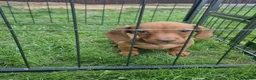 Dachshund dogs for sale: Soo cute  - Advert 31