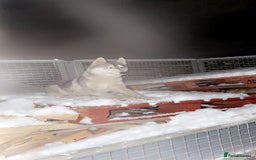 Utonagan dogs for sale: To husky up for sale one girl ,one boy  - Image 5