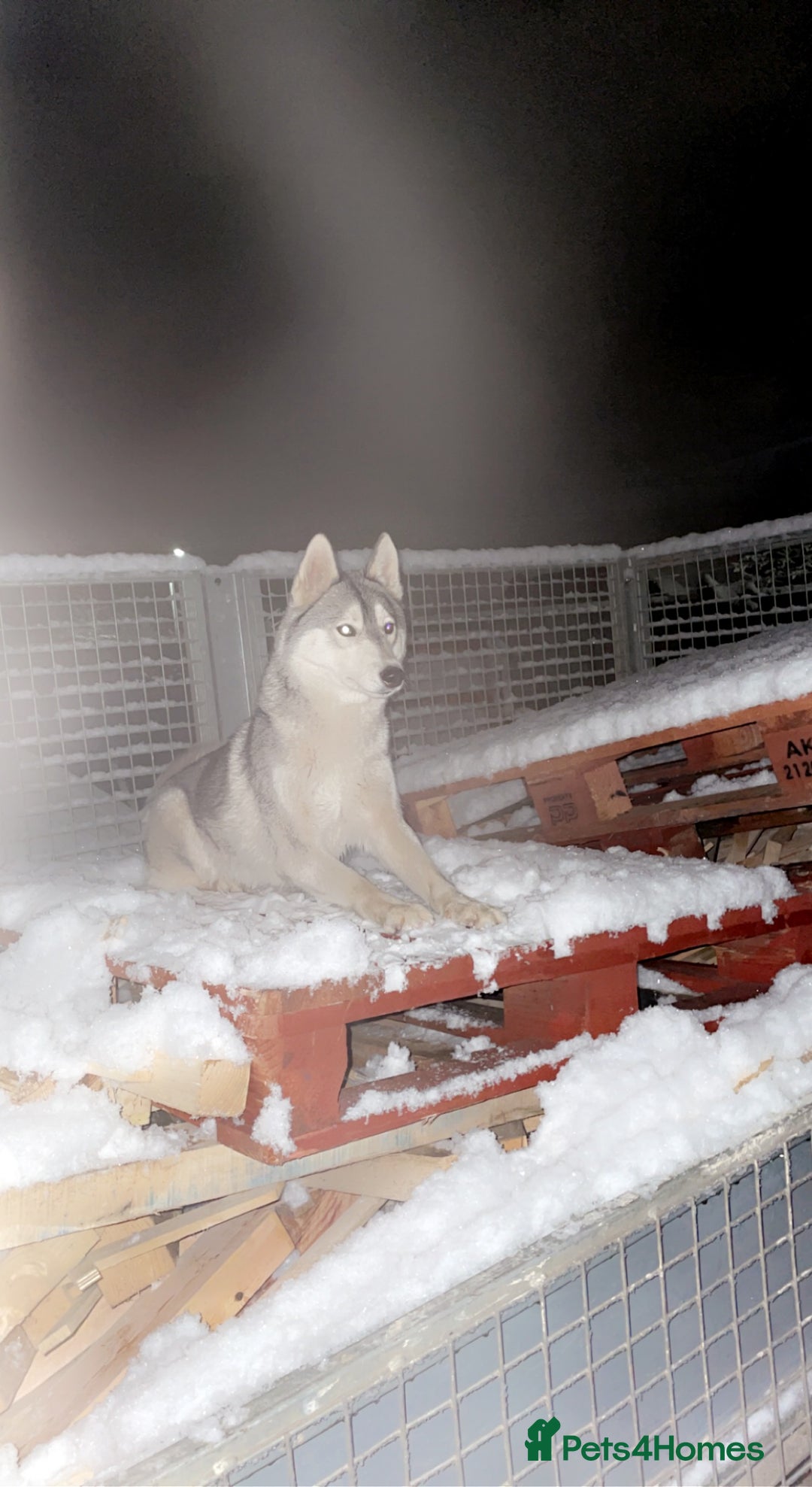 Utonagan dogs for sale: To husky up for sale one girl ,one boy  - Image 5
