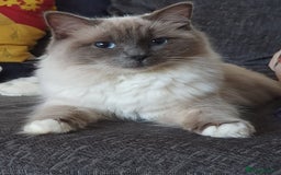 Ragdoll cats for sale: Bi colour ragdoll kittens - Image 7