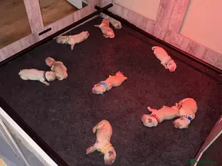 Golden Retriever dogs GOLDEN RETRIEVER PUPPIES - Advert 2