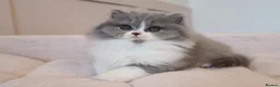 British Longhair cats for sale: PEDIGREE British Longhair kittens - Advert 2