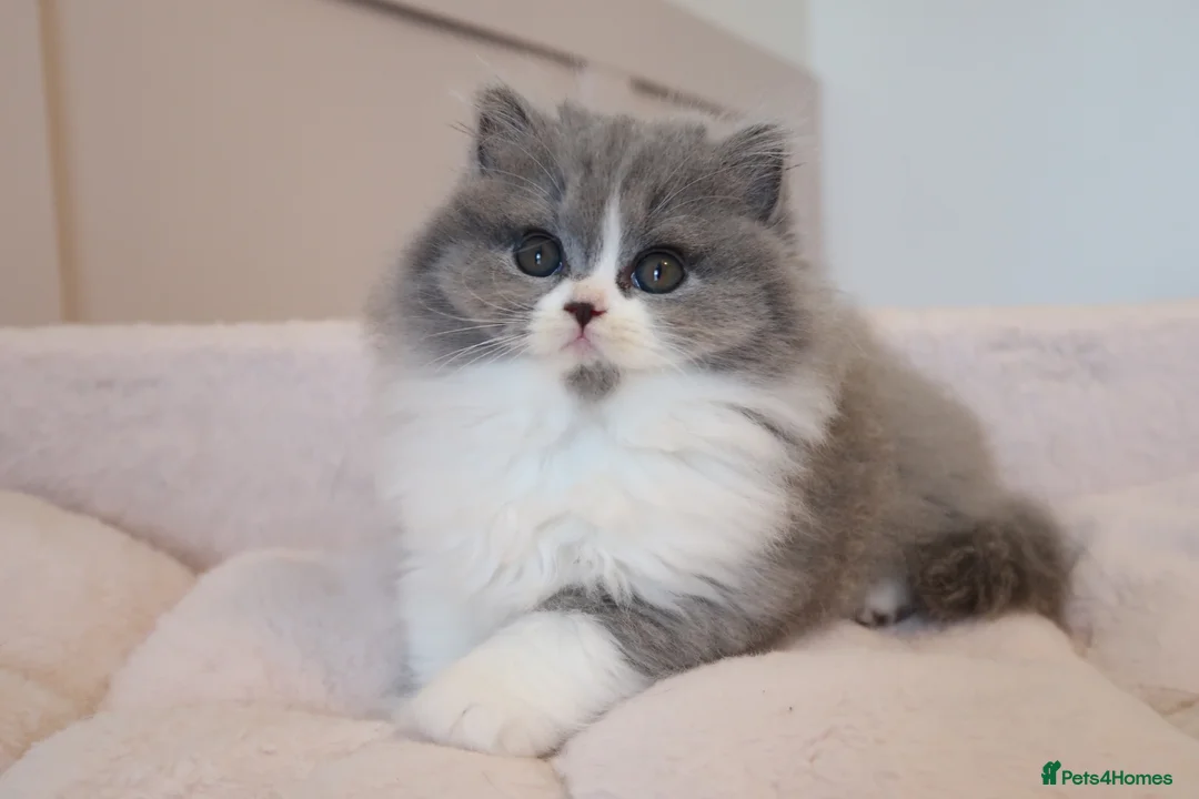 British Longhair cats for sale: PEDIGREE British Longhair kittens - Advert 2