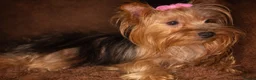 Yorkshire Terrier dogs for sale: True Mini Yorkie Puppies - Advert 7