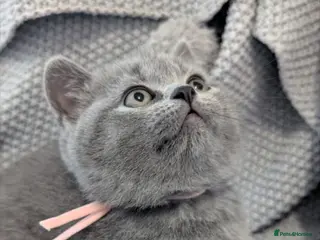 British Shorthair cats Beautiful British short hair kittens - Advert 18