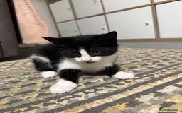British Shorthair cats for sale: Litter of 6 kittens (3 left) - Image 6