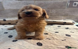 Cockapoo dogs for sale: 🐶 Gorgeous F1 Cockapoo Puppies –  Vet Checked  - Image 10