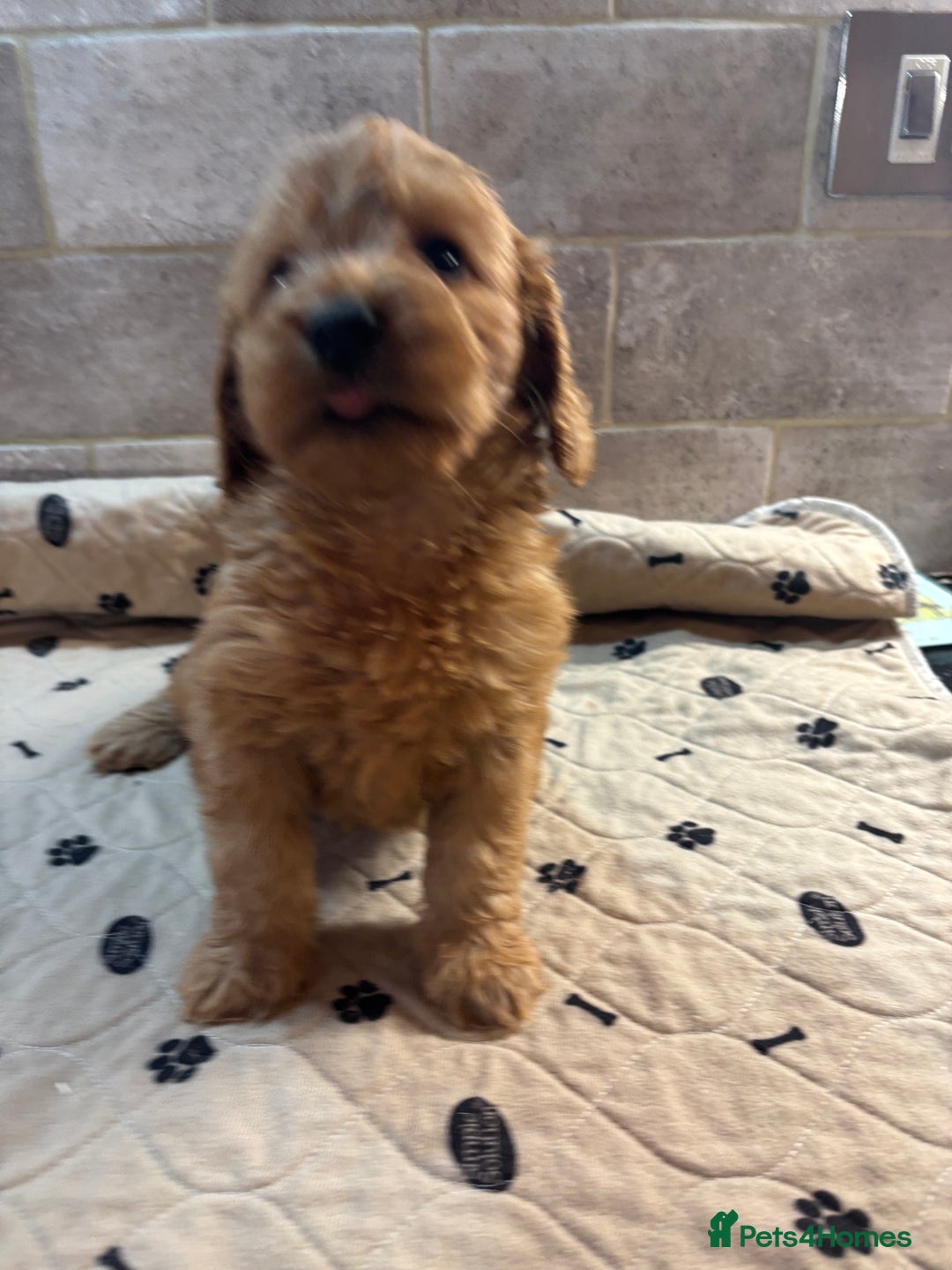 Cockapoo dogs for sale: 🐶 Gorgeous F1 Cockapoo Puppies –  Vet Checked  - Image 10