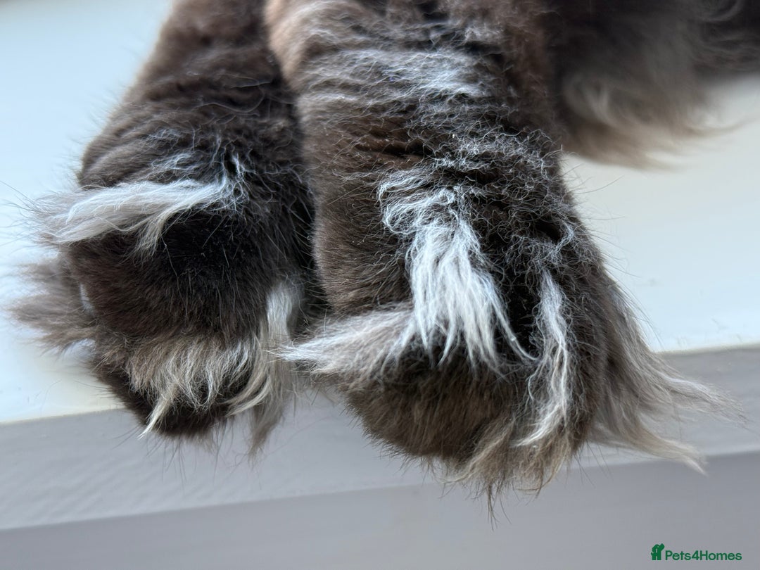 Maine Coon cats for stud: PROVEN/DNA CLEAR GCCF/TICA KING-SIZE STUD  in Dunfermline - Image 16