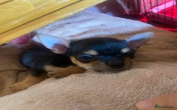 Chorkie dogs for sale: Chorkies - Advert 9