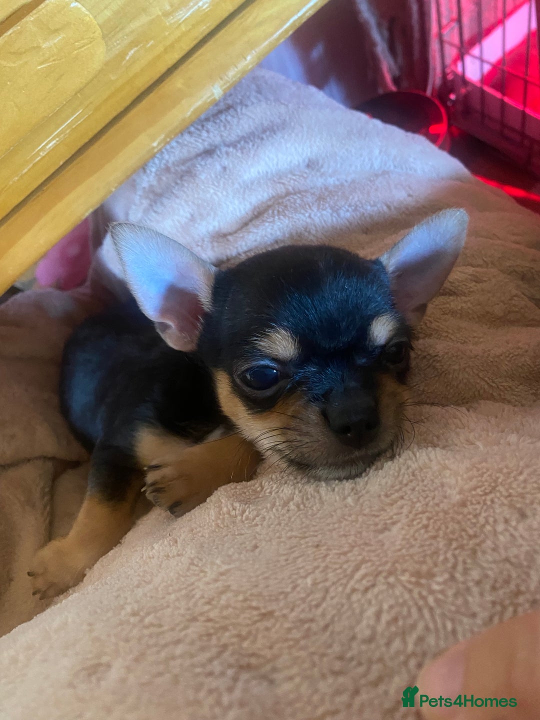 Chorkie dogs for sale: Chorkies - Advert 9