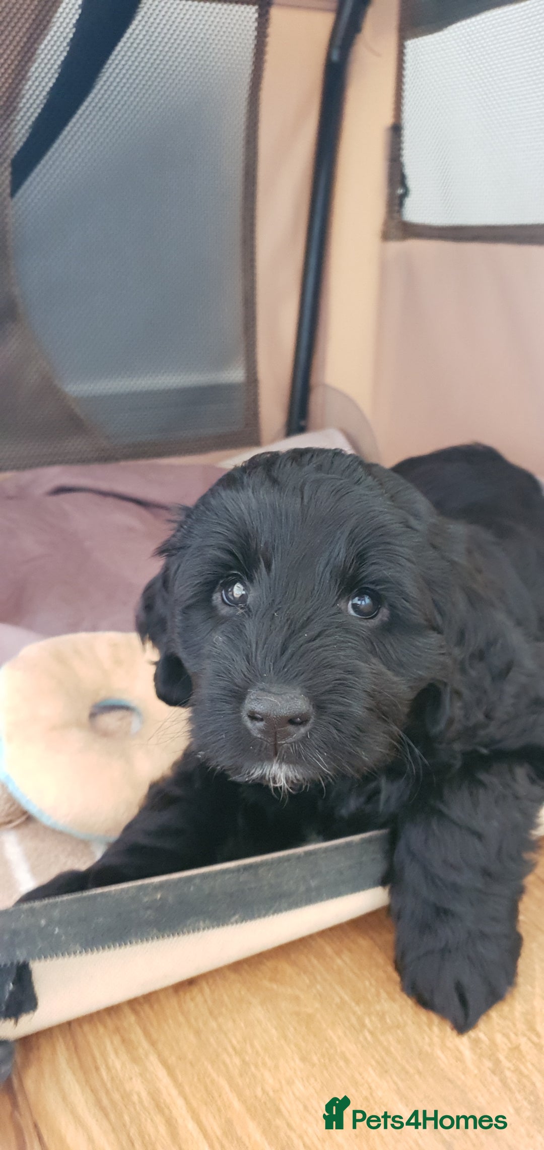Australian Labradoodle dogs for sale: Health-tested Australian Labradoodle puppies - Image 36