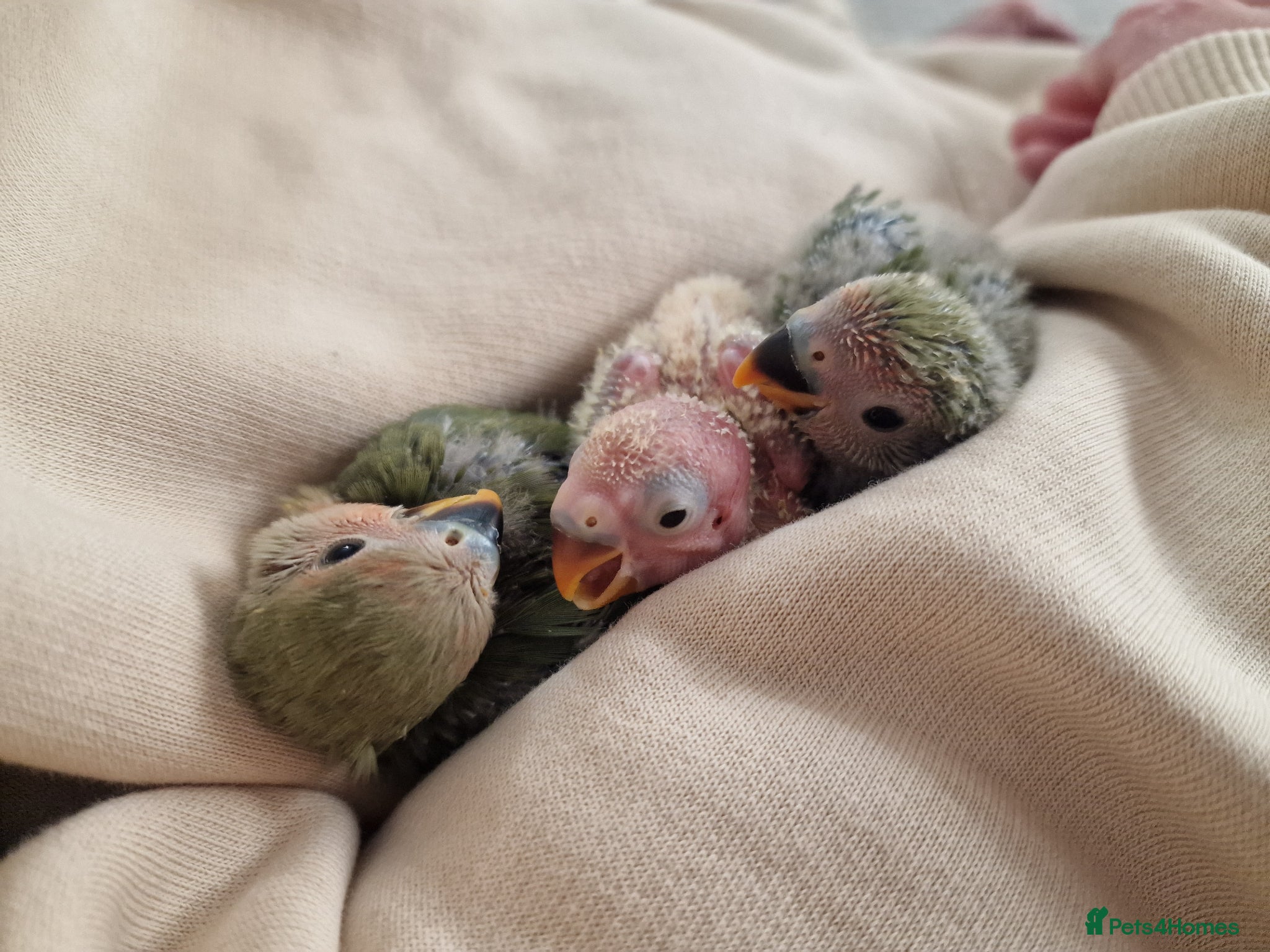 Lovebirds birds Handreared Baby Lovebirds - Advert 11