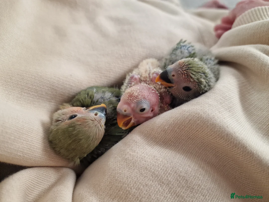 Lovebirds birds for sale: Handreared Baby Lovebirds - Advert 1