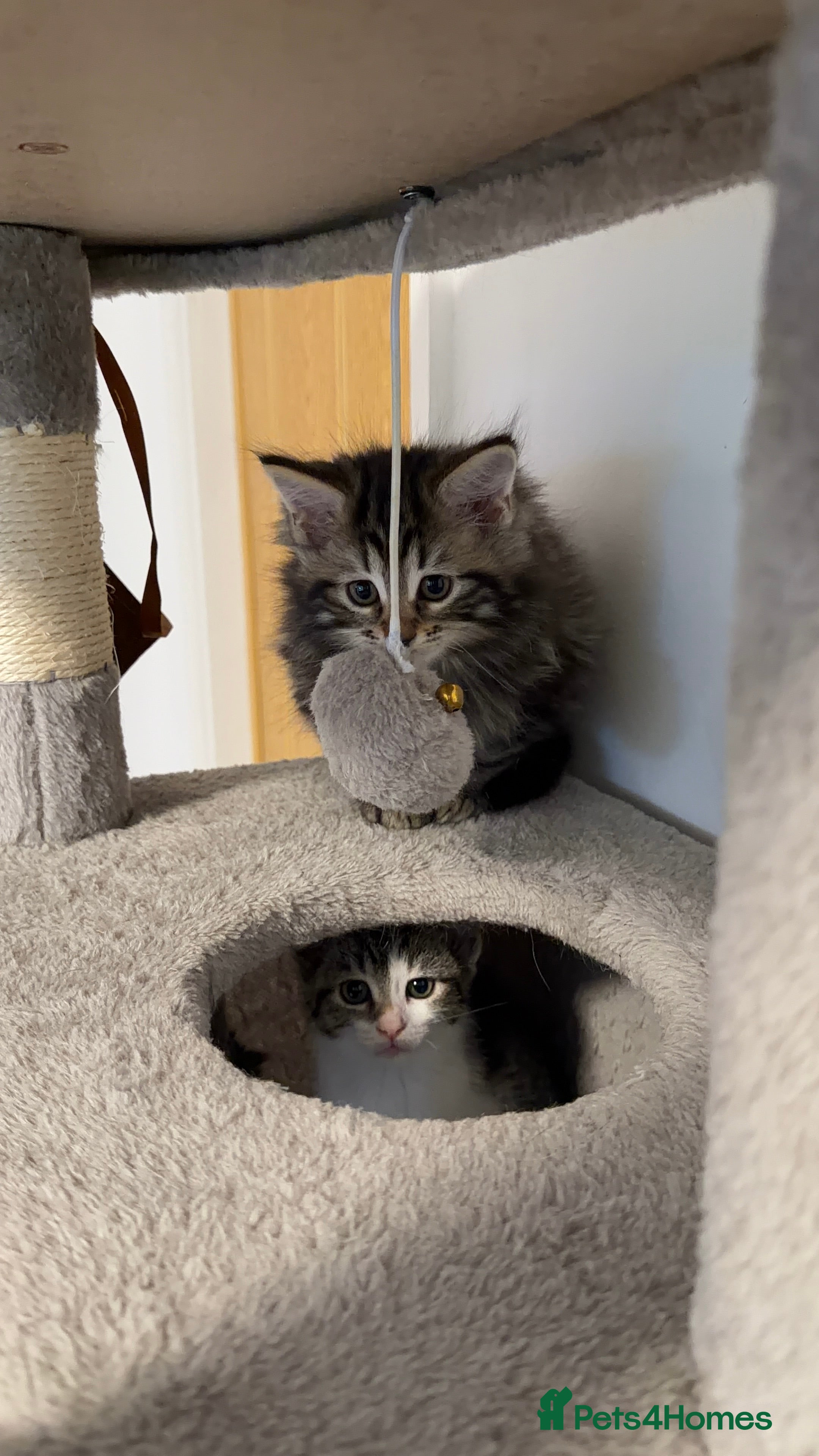 Mixed Breed cats Mixed-Breed Kittens.Ready for Their New Family - Advert 1