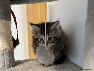 Mixed Breed cats Mixed-Breed Kittens.Ready for Their New Family - Advert 1