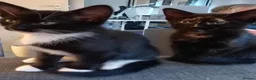 Mixed Breed cats for sale: Adorable kittens ready for forever/loving home - Advert 4