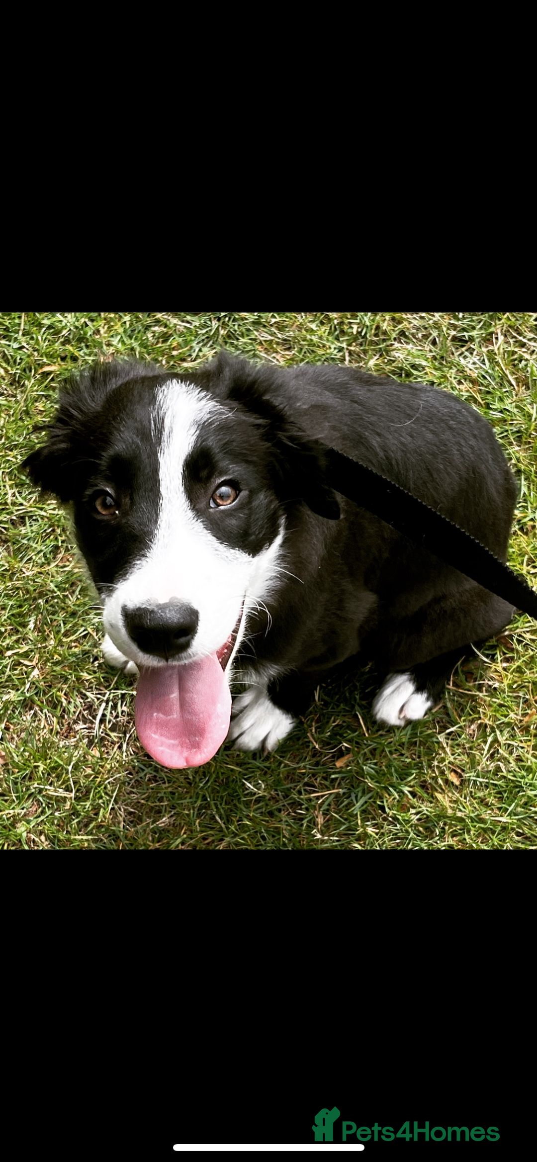 Border Collie dogs for stud: Beautiful Pedigree Stud Border Collie for breeding in Isleworth - Advert 20
