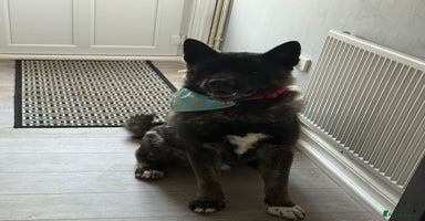 Akita dogs - Advert 4