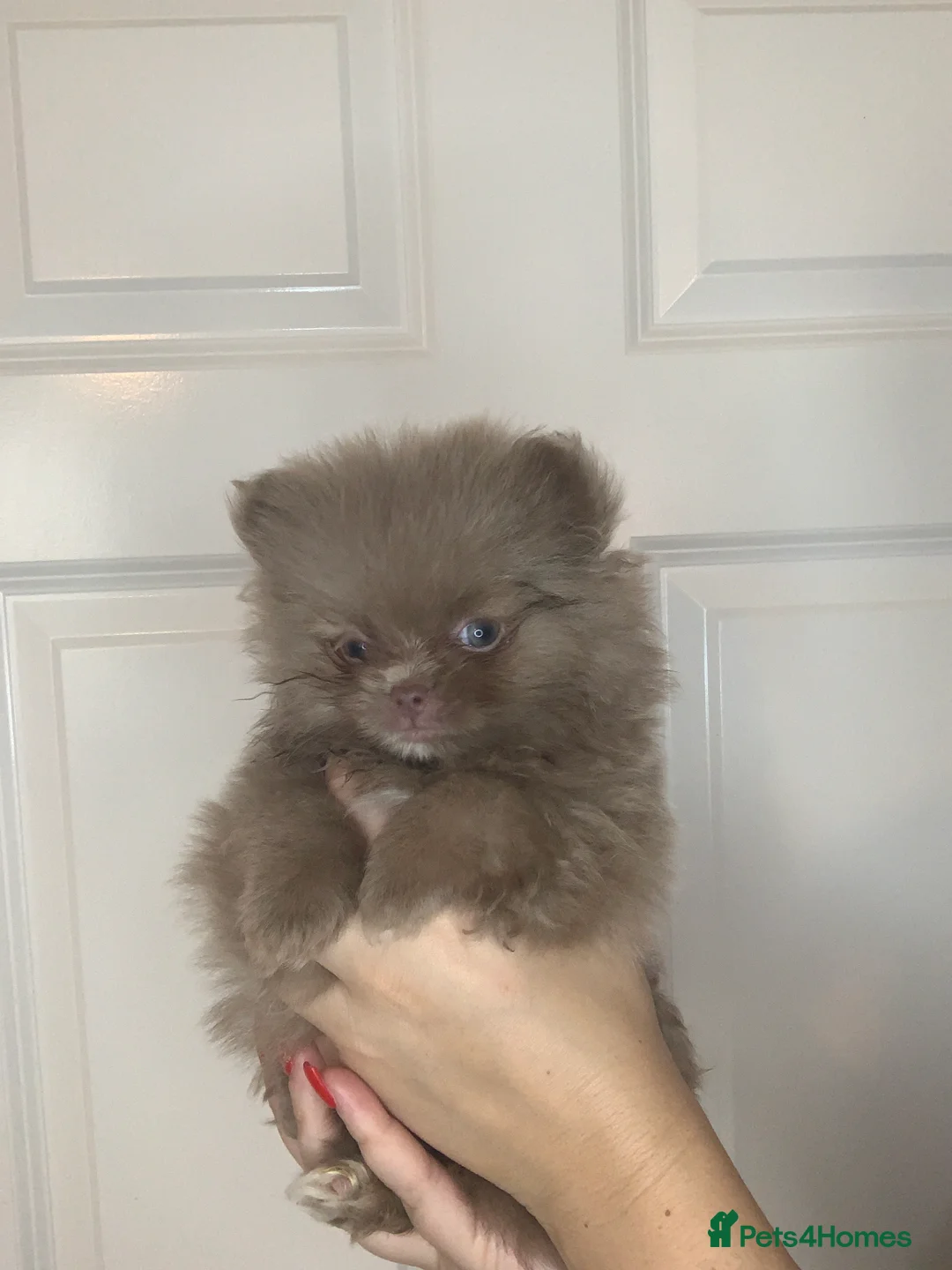 Pomeranian dogs for sale: EXQUISITE POMERANIAN PUPPIES (READY TO LEAVE) - Advert 4