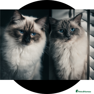 Ragdoll cats 2 male Ragdoll cats - Advert 1
