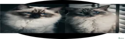 Ragdoll cats for sale: 2 male Ragdoll cats - Advert 1
