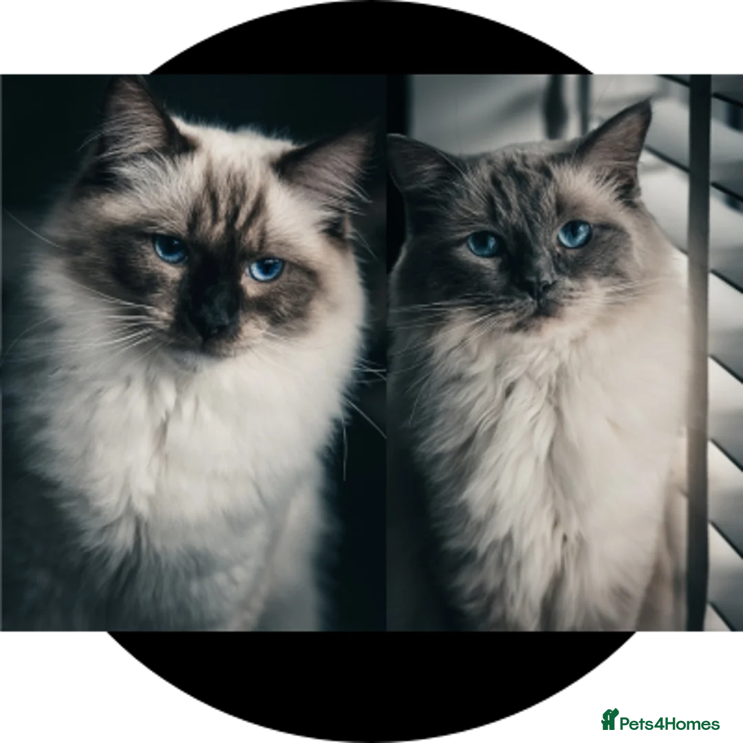 Ragdoll cats for sale: 2 male Ragdoll cats - Advert 1