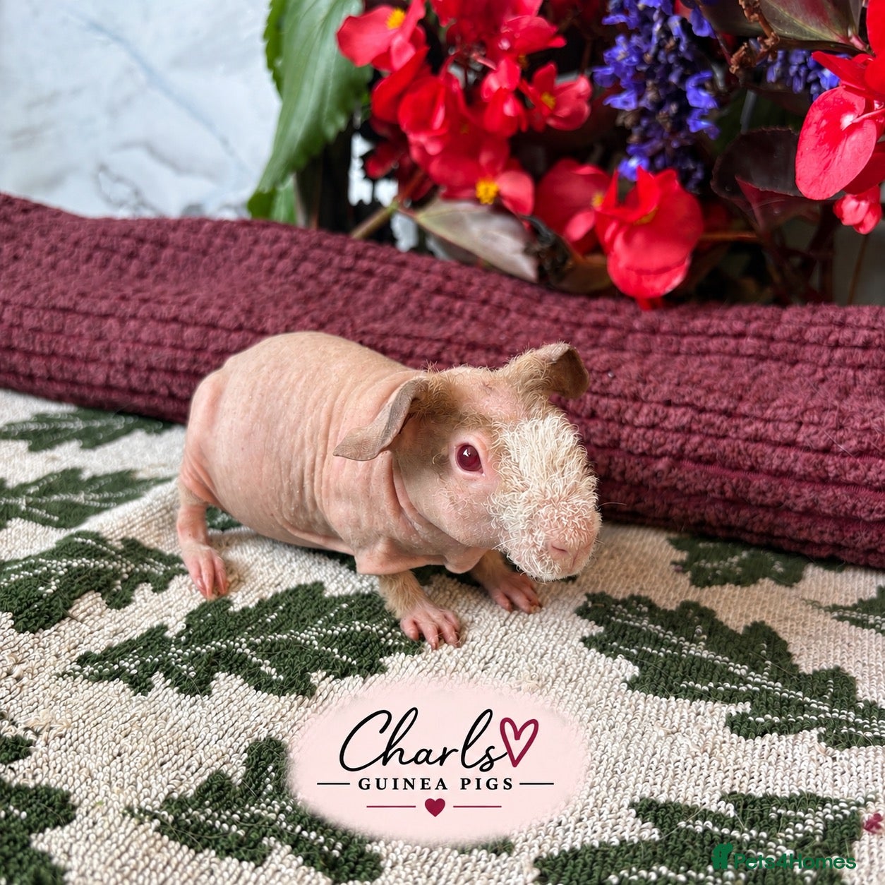Guinea Pig rodents Skinny Pigs for sale 🦛 - Advert 2