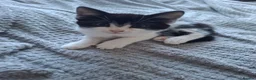 Mixed Breed cats for sale: Playful & Loving Kittens Ready Now  - Advert 10