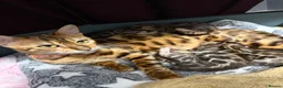 Bengal cats for sale: TIKA registered 5th Pedigree bengal kittens  - Advert 1