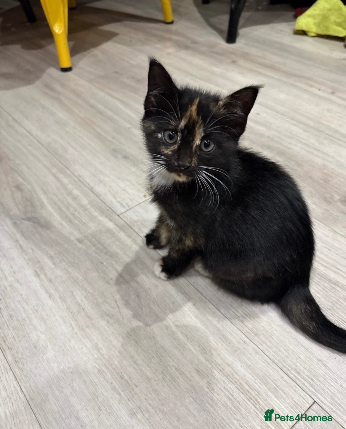 Mixed Breed cats Last 1 female ! - Advert 5