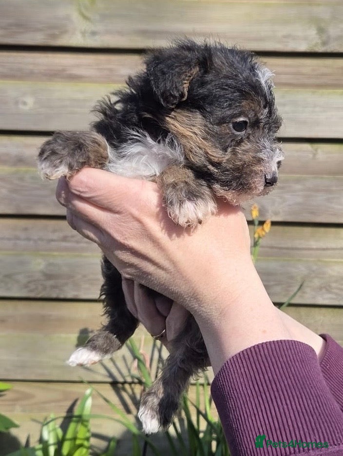 Mixed Breed dogs Beautiful Lakeland Terrier/Poodle Puppies - Advert 2