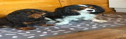 Cavalier King Charles Spaniel dogs for sale: Registered Cavalier King Charles Spaniel Puppies - Advert 12