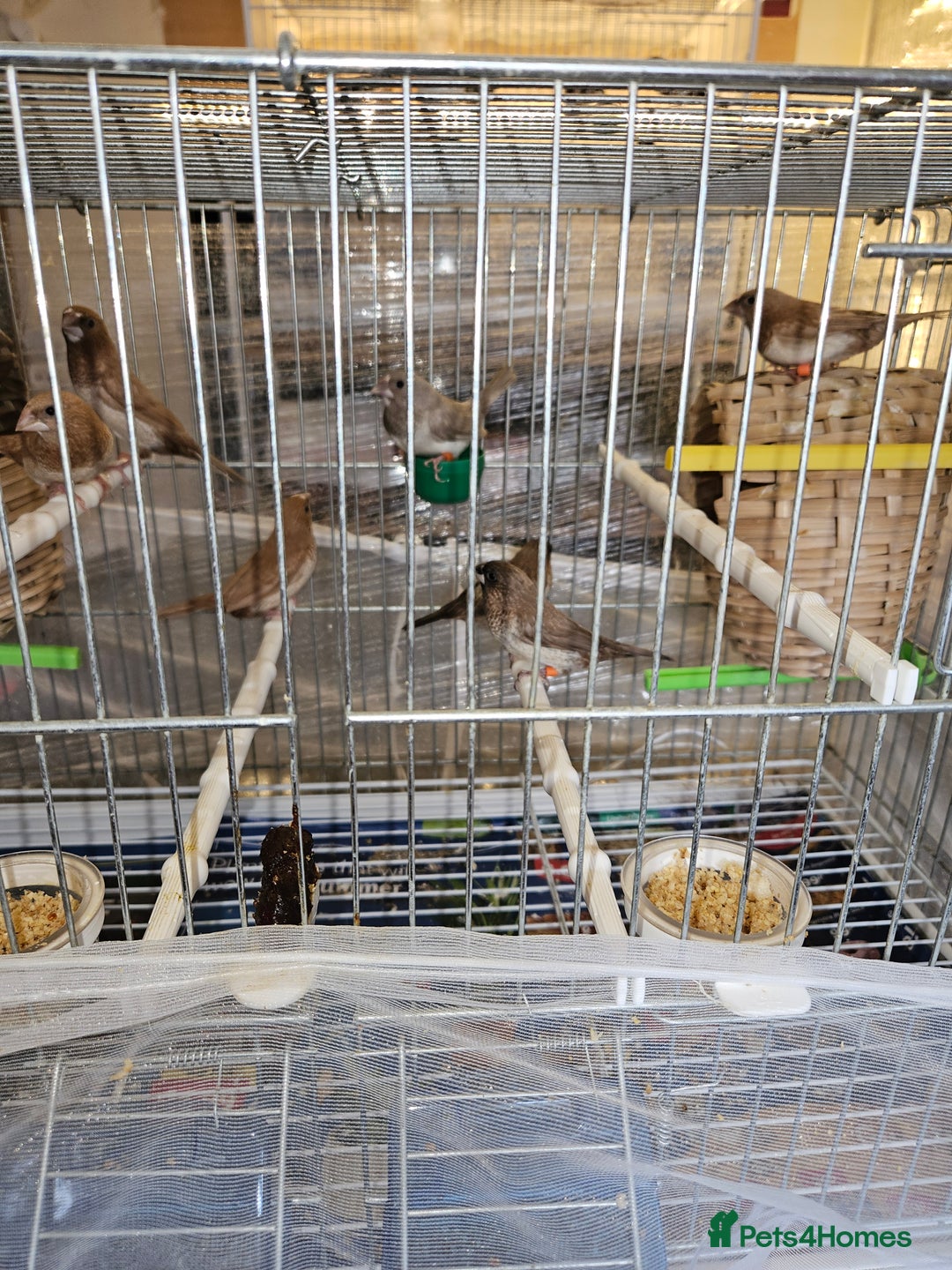 Finches birds for sale: Bengali society finches and zebra finches for sale - Advert 5