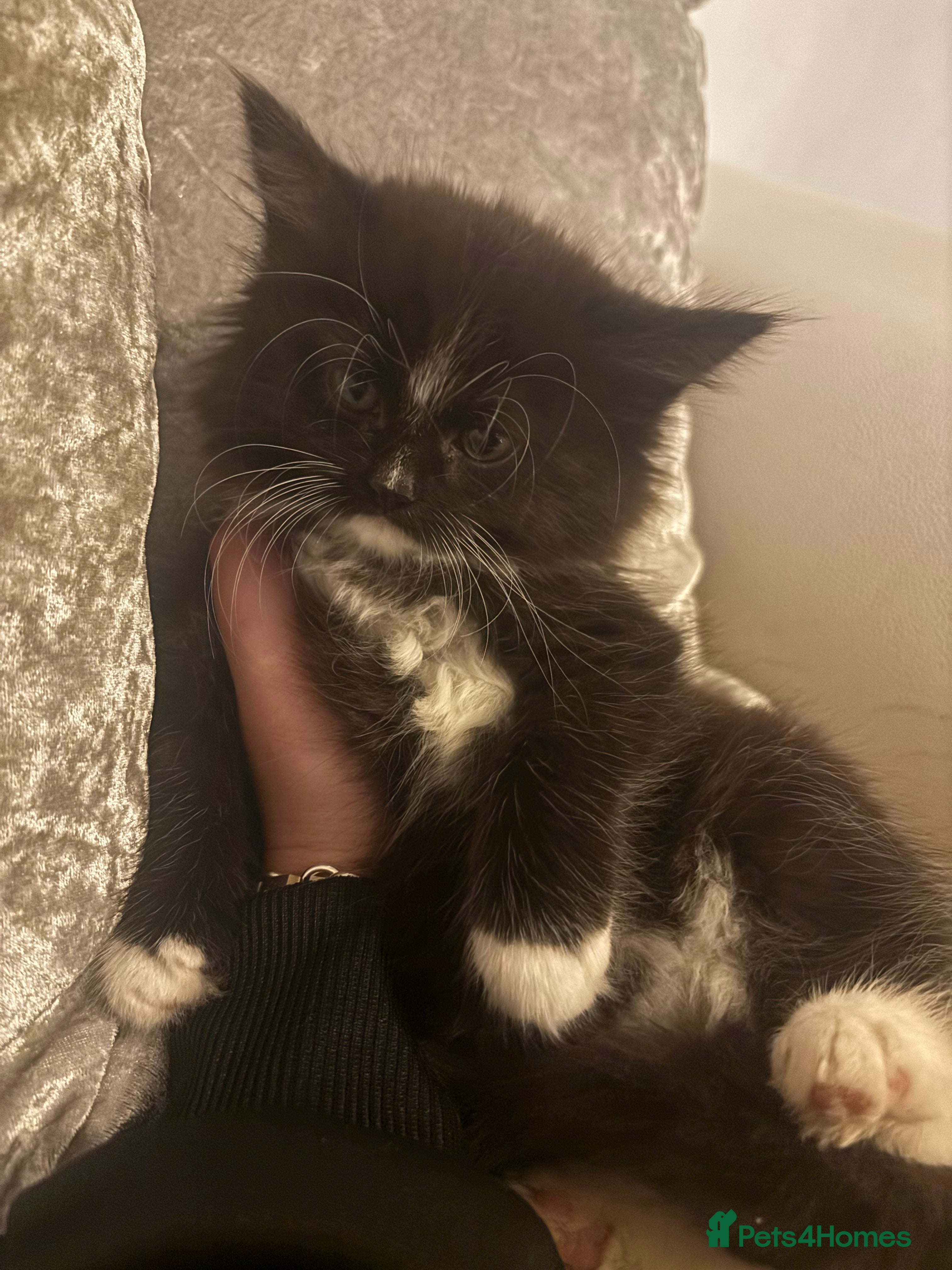 Maine Coon cats Last Extra Fluffy Girl Left🩷 - Advert 1