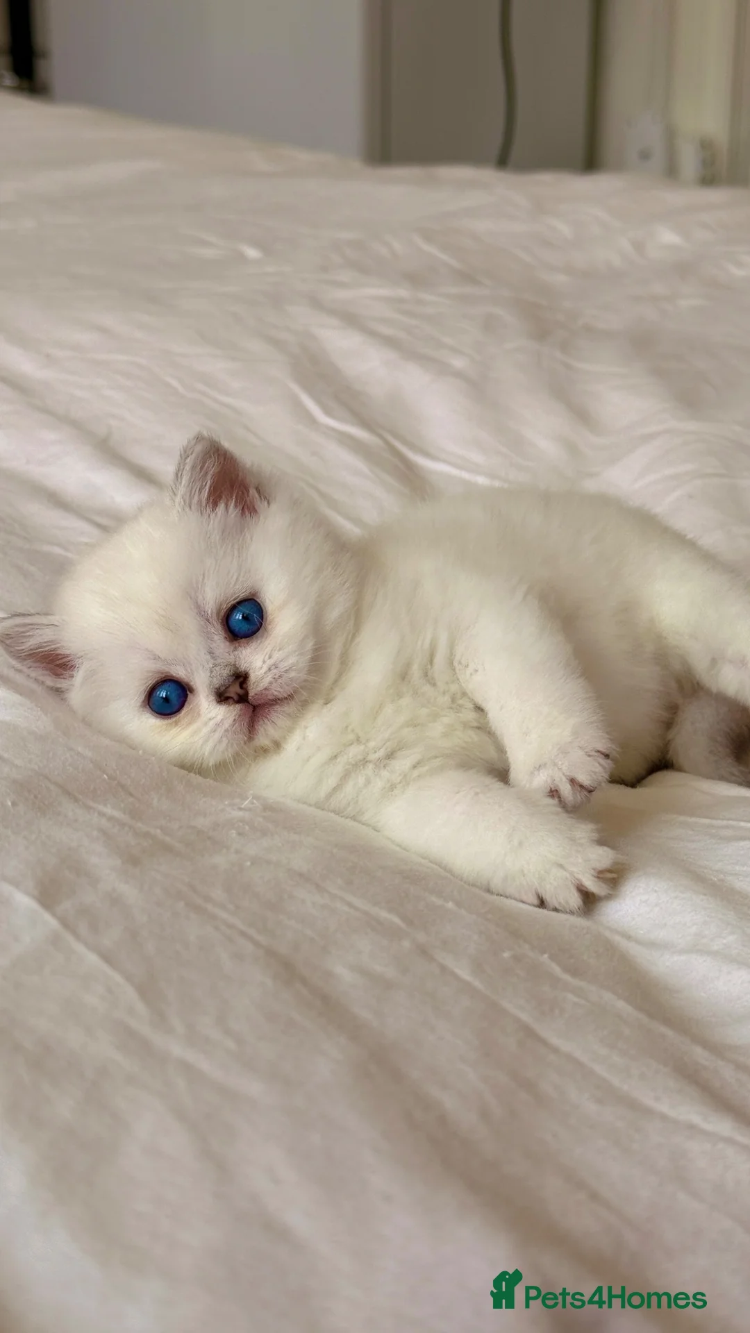 Scottish Fold cats for sale: Beautiful Scottish Fold Kittens Ready to leave  - Advert 1