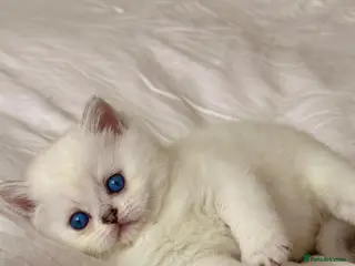 Scottish Fold cats Beautiful Scottish Fold Kittens Ready to leave - Advert 1