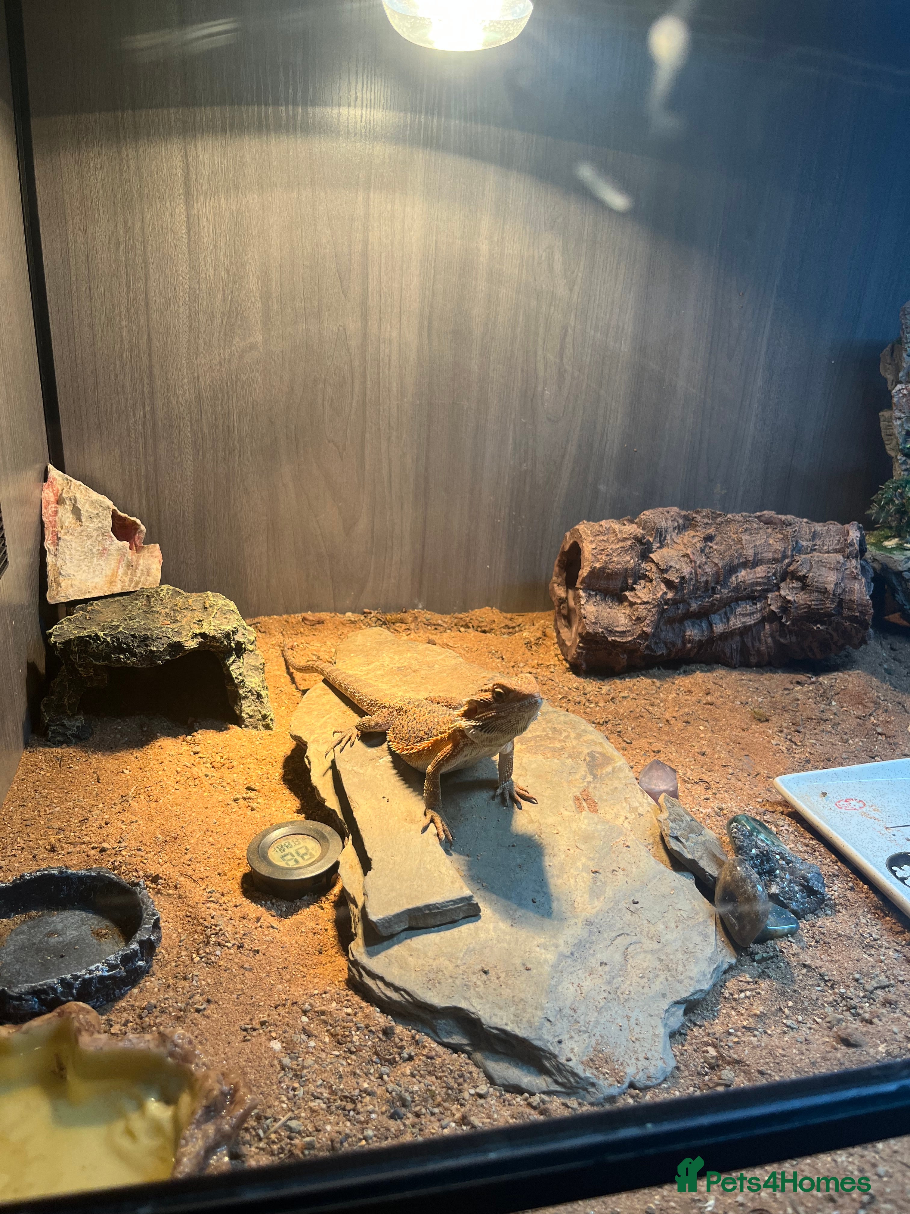 Bearded Dragon reptiles 5 month old bearded dragon  - Advert 6