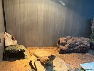 Bearded Dragon reptiles 5 month old bearded dragon - Advert 6