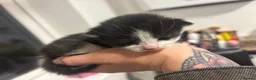 Mixed Breed cats for sale: Black & White Kittens - Advert 5