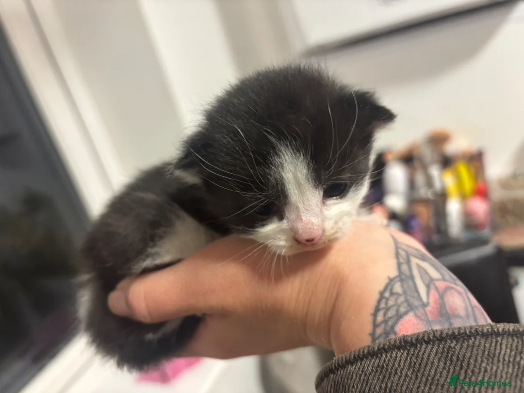 Mixed Breed cats for sale: Black & White Kittens - Advert 5